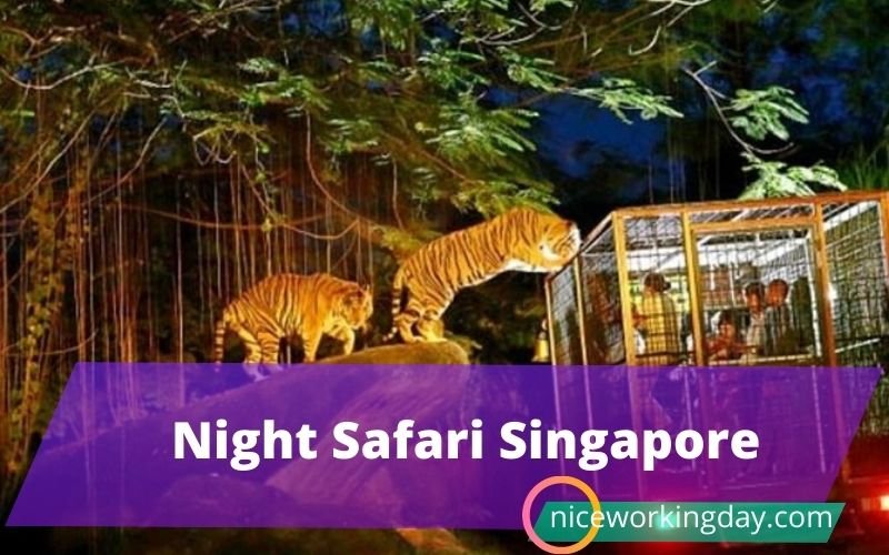 Night Safari Singapore