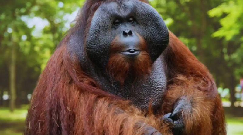 Dublin Zoo Orangutan Sibu Death