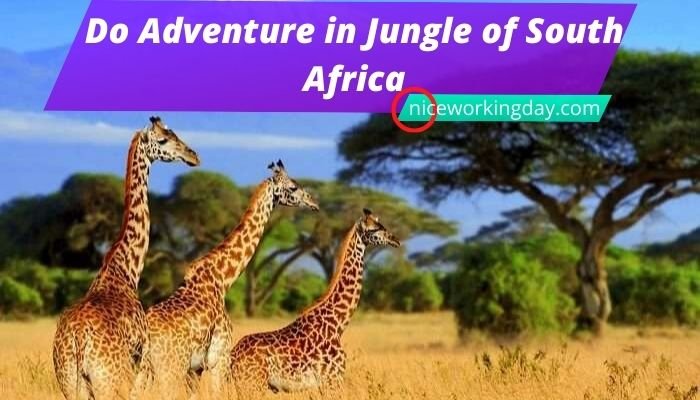 Do Adventure in Jungle of South Africa